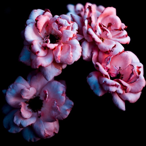 Meet your Posher, Sophia - Picture 1 of 1